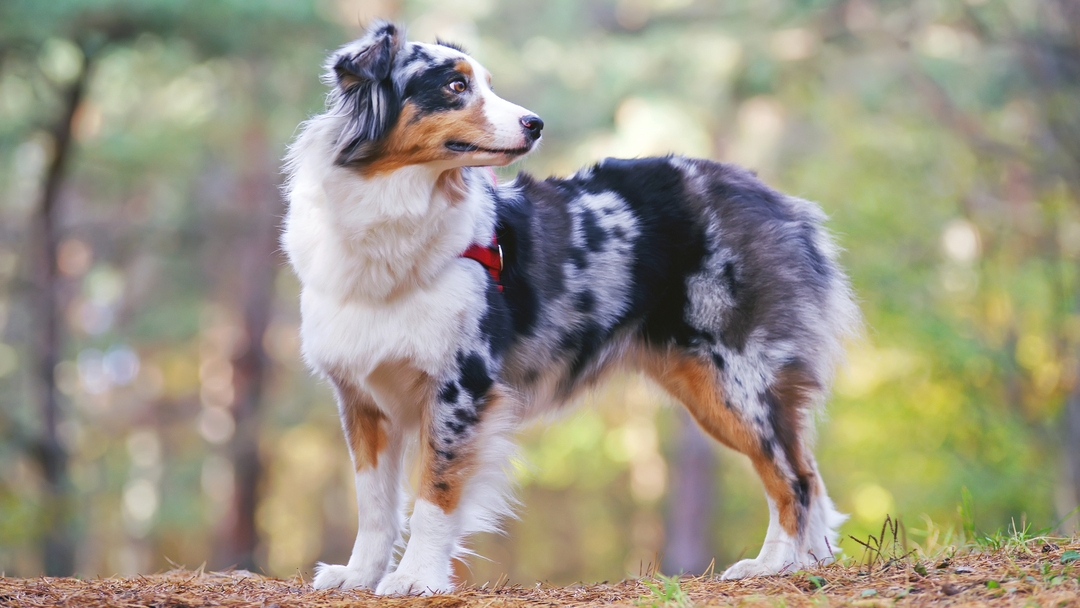 Country dreams cheap mini aussies